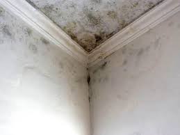 Levittown, PA Mold Removal Company