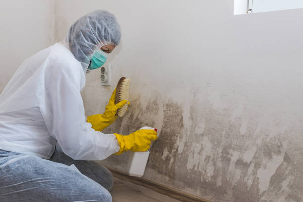 Best Mold Damage Restoration in Levittown, PA