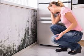 Best Black Mold Removal in Levittown, PA